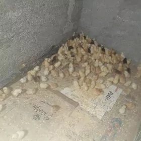 Mesny yerli juyjeler