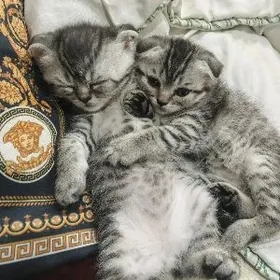 вислоухие котята