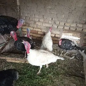 Индюк гушлар,Induk guslar