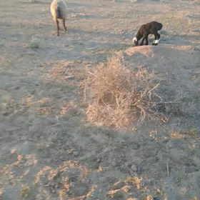 guzuly goÿun owlakly geçi