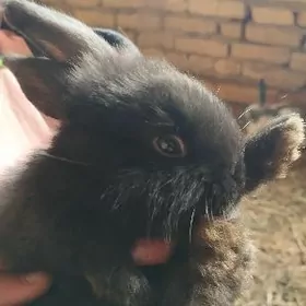 Satlyk towşanjyklar