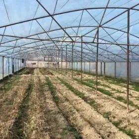 satlyk teplisa yyladyshana