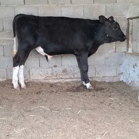 Gibirit öküz tüwe