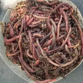 Балык тутулян гурт