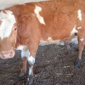 аргинал смента келек