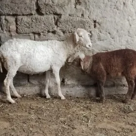 goyun merenos guzyly