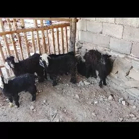 otuganyna 2 ay bolAn  3 4 ayly