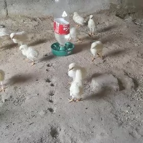 ak leggorin towuk juje horaz