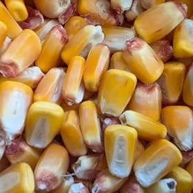 Mekge , iýmlik tohumluk