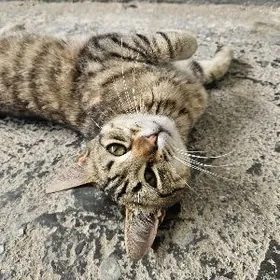 В добрые руки