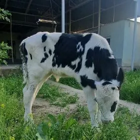 Arassa Galesdeyin Ferma