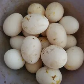 100% Dogup duran towuklar