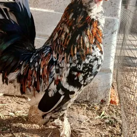 Япончик хороз. Yaponcik