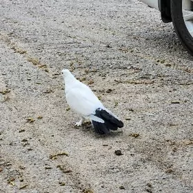 kepderi кепдери