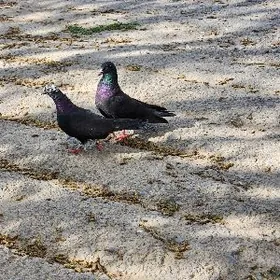 kepderi кепдери