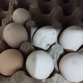 Yumurtga Brama paliwi