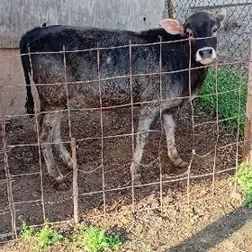 ÖKÜZ ŞWES TOHUM MAL