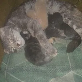 шатланские котята