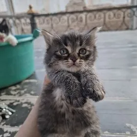 КОТЯТА PISJIKLER