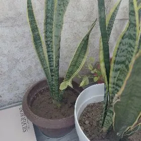 ofis we öý üçin güller