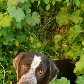 собака спаниэль