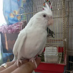 popugay karela попугай карела