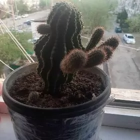 Kaktus ilakaktus gul