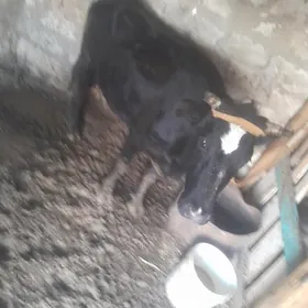 sygyr 2nji Garyn sagyp