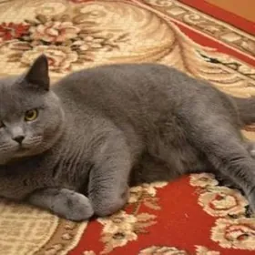 шотландская кошечкс