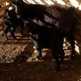 Kelek beýikvEkiz owlakly geçi