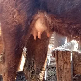 iki sany gölely sygyr