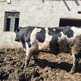 Породные быки,Paroda öküzler.