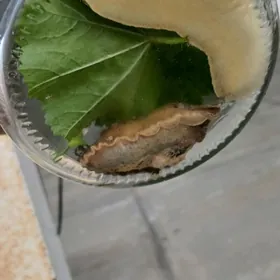 kosmetolog ucin ulitkalar