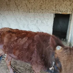 Mal gacar guzlamadyk imlenen M