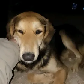 tazy it. тазы собака