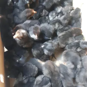 атакс жуже  сагдын