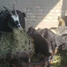 Ekiz owlakly Geçi 3 sany bar