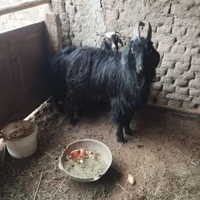 teke suryon abmen ba