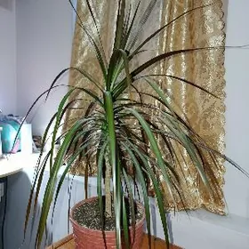 комнатный цветок