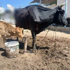 Göleli sygyr hem bogaz