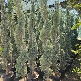 Arizonski Kiparis Spiral