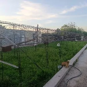 Teplisa 7 metr eni uzunluk 30