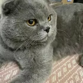 Шотландский мальчик