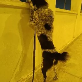yaş köpek