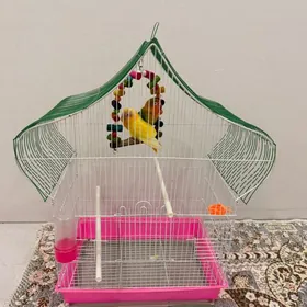 popugay  попугай  Toty gus