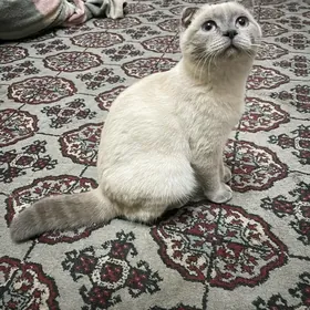 сиамская вислоухая