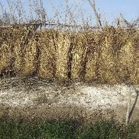 Мал оты. Жовен.