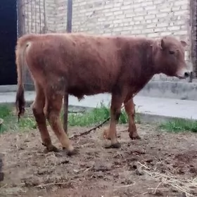 Tohum Şiwet we Gibrit Öküzler