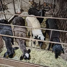 Ишшек гойун