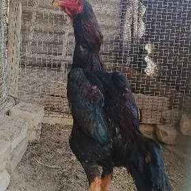 Bayes Abmem induk bln